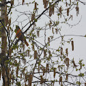 Baltimore Oriole