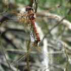 Variegated Meadowhawk