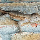 Prairie Lizard