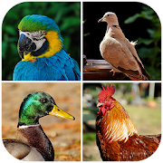 Bird Sounds : RingTones  Icon