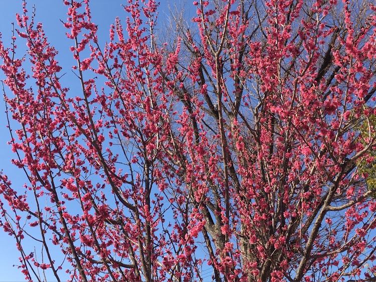 コペンの春一番梅の花祭り!良いね!イイね!イイね!最高だね！・幸せは自分自身で見出す物で他人から与えられる物では有りません！最高だね！・貧乏しても心❤️の貧乏人には成りたく無いですね！最高だね！・妬み!僻み!は持たず!心❤️豊かに過ごしましょう!最高だね！・人は人自分の納得出来る生き方をしましょう！に関するカスタム事例の投稿画像48枚目