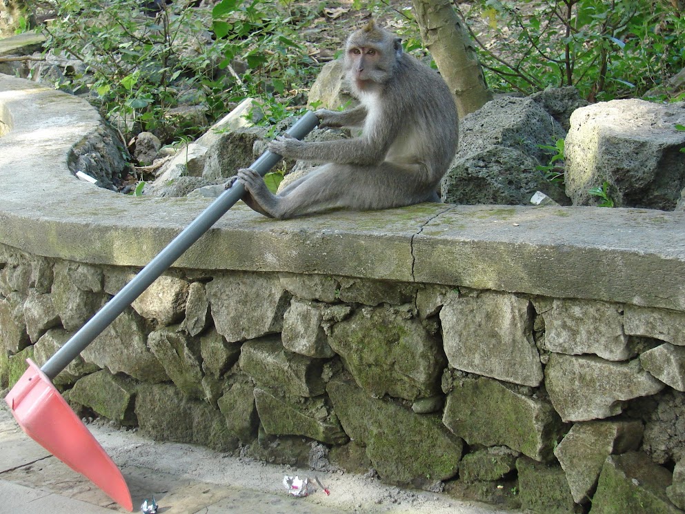 monkey forest ubud