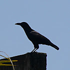 Palawan crow