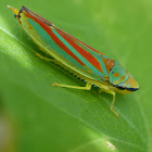 Rhododendron leafhopper