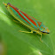 Rhododendron leafhopper