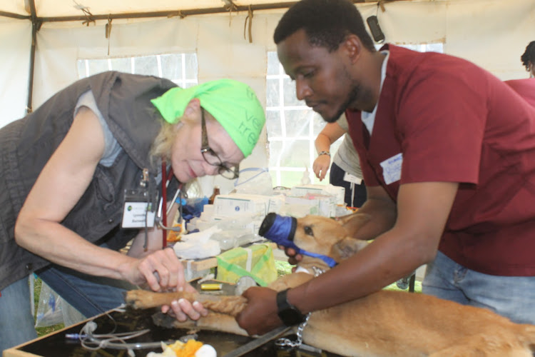 Specialists attend to dogs and cats during a free medical camp at Masii town in Machakos county on Saturday