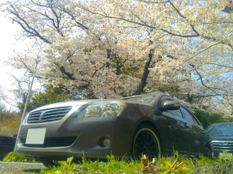 プレミオの桜満開🌸・プレミオ花見中・ドライブに関するカスタム事例の投稿画像1枚目
