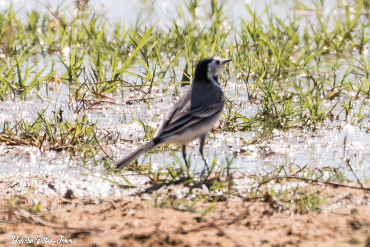 White Wagtail