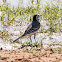 White Wagtail