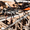 Sand Digger Wasp