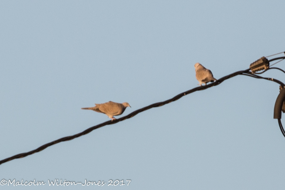 Collared Dove; Tórtola Turca