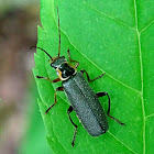 Soldier beetle