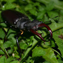 Stag beetle