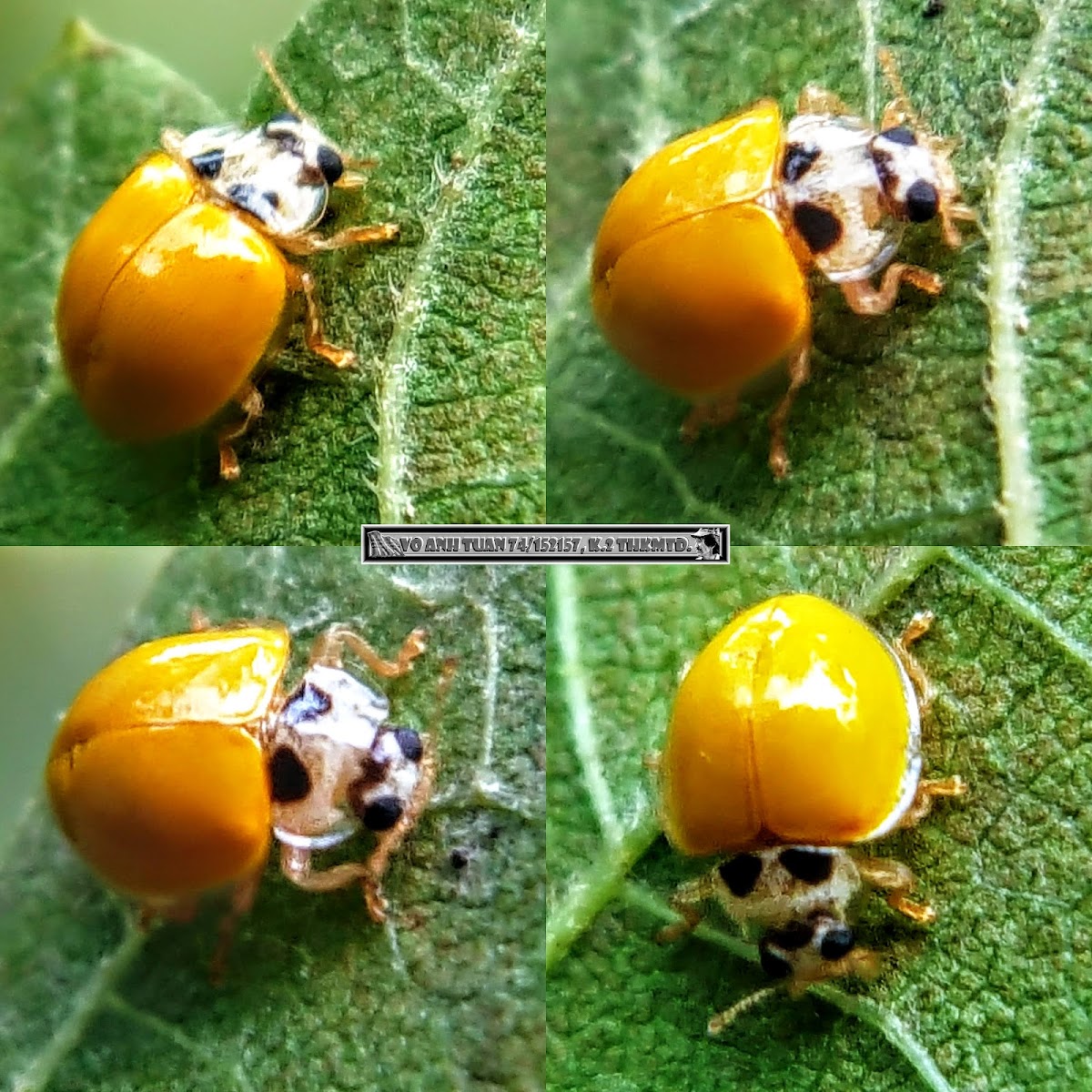 Harlequin Ladybird