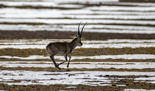 Tibetanske antilope počinju godišnju migraciju pre porođaja