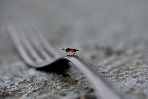 Il cibo del futuro di Egidio