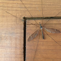 Cranefly