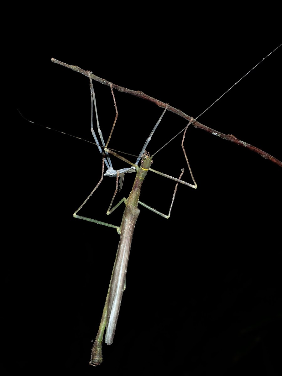 Stick Insect, Phasmid