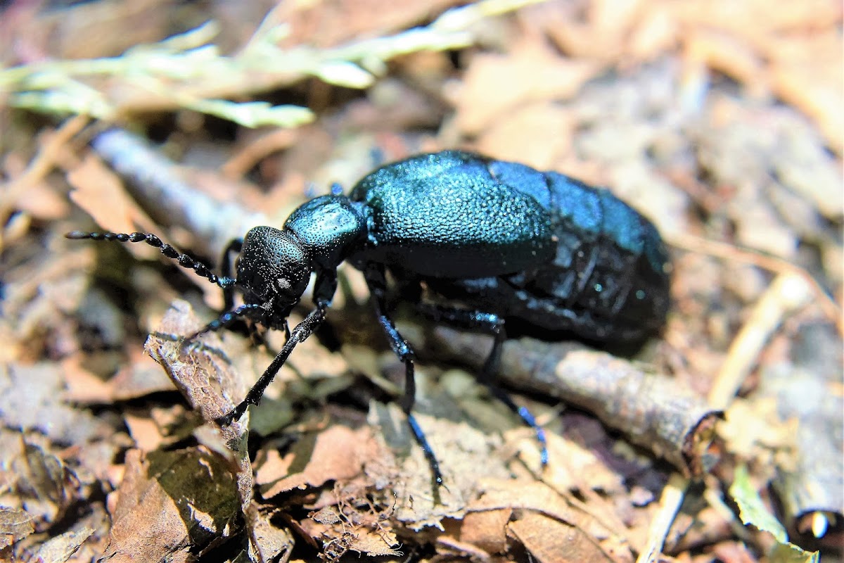 Meloe oil beetle