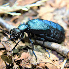 Meloe oil beetle