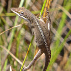 Carolina Anole