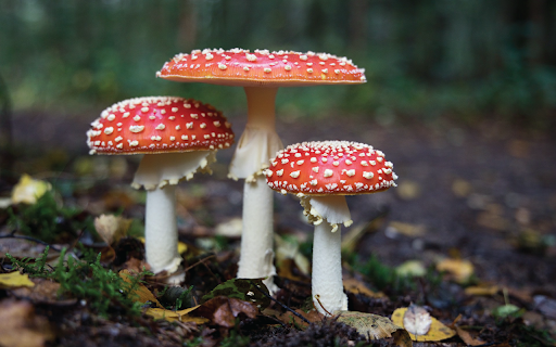 Enchanted Forest Mushrooms screenshot 1