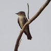 Western Wood Pewee