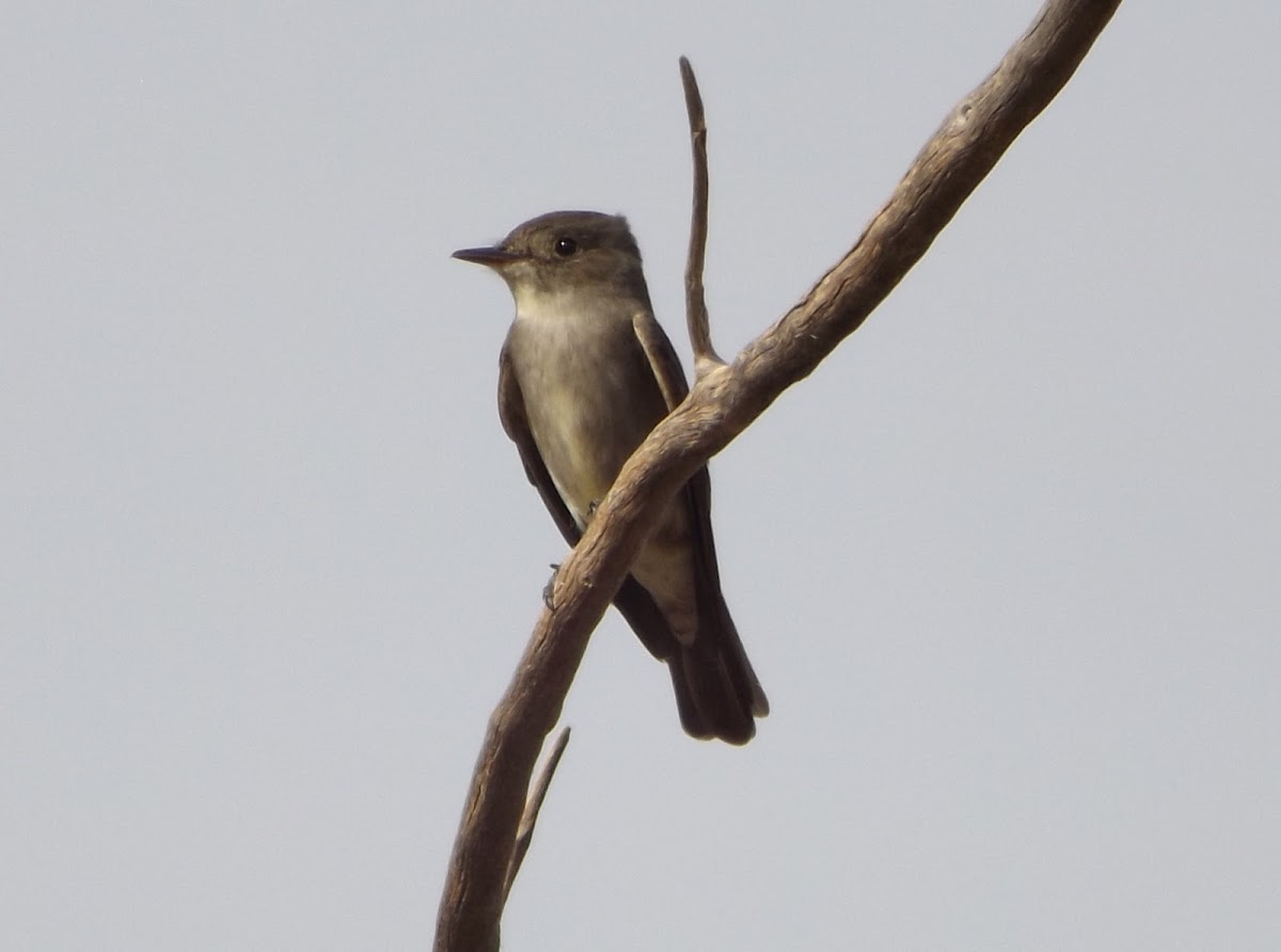 Western Wood Pewee