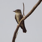 Western Wood Pewee