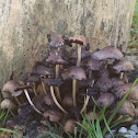 Glistening Inky Cap