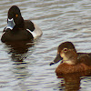 Ring-necked Duck