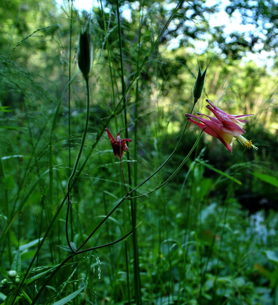 Wild Columbine