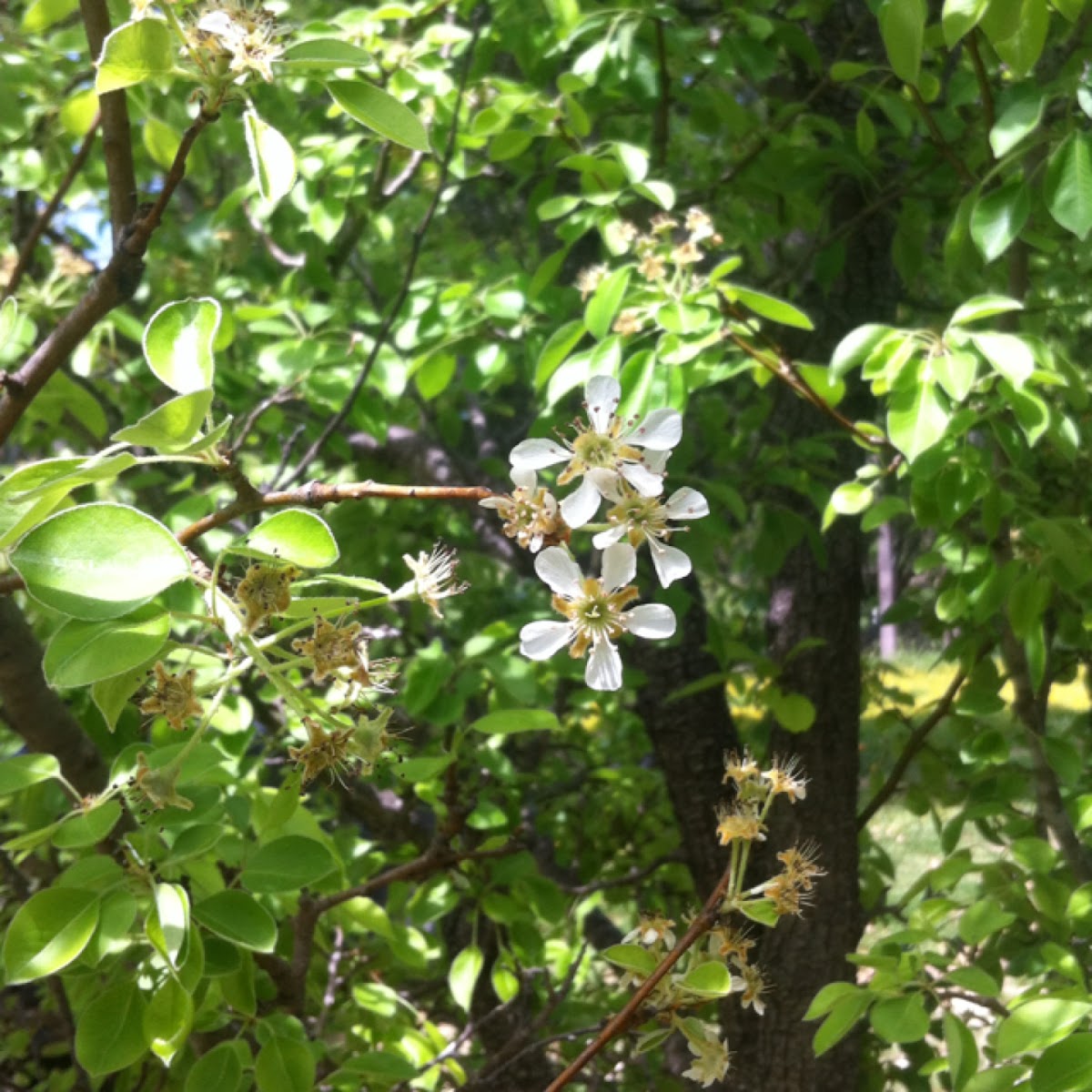 Pear Blossom