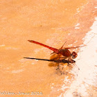 Orange-winged Dropwing