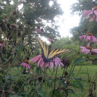 Eastern Tiger Swallowtail