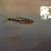 Chinese Rasbora