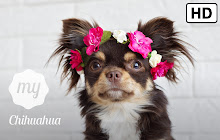 My Chihuahua Dog Puppy HD Wallpapers New Tab small promo image