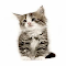 Item logo image for Adorable Kitten Theme 4