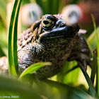 Green Toad