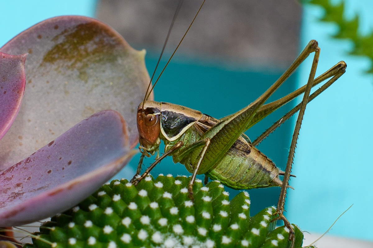 50 sfumature di verde..... di mapi2019