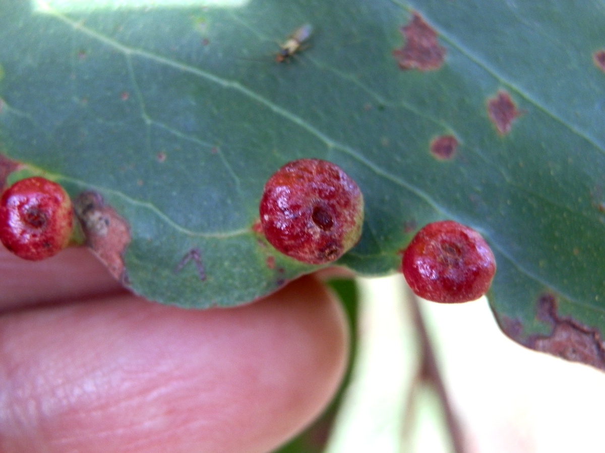 Eucalyptus Leaf Gall