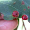 Eucalyptus Leaf Gall