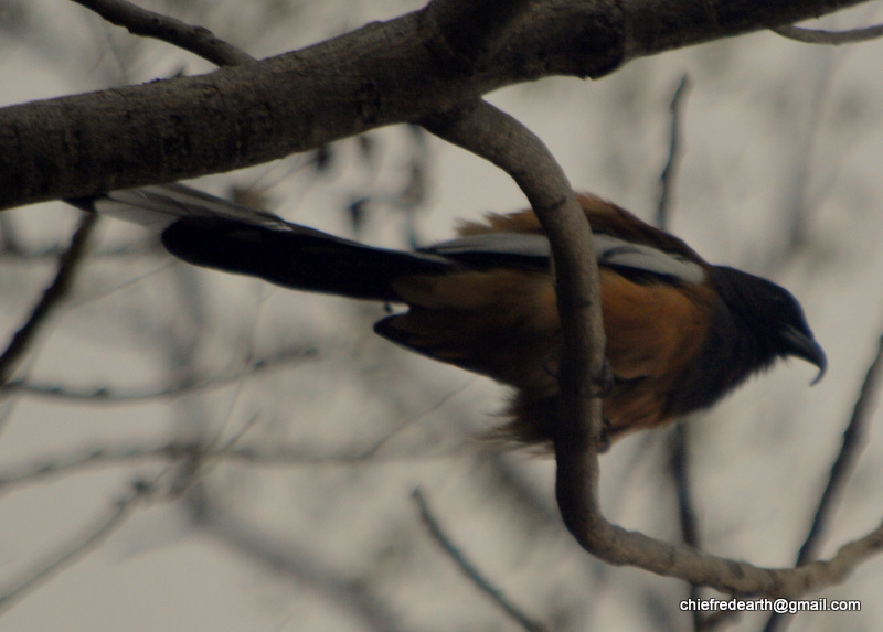 rufous treepie ,