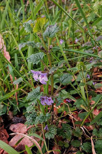 Glechoma hederacea