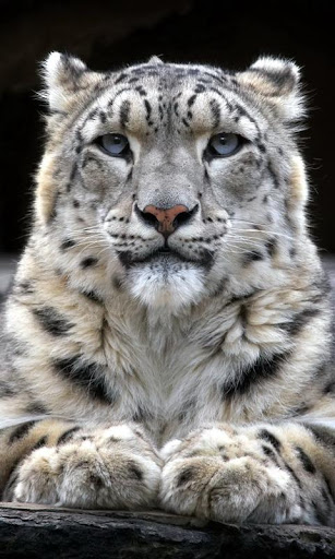 snow leopard wallpaper