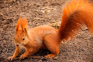 red squirrel on the ground looking at the camera by Anna Kaczor -   ( small, fur, forest, cute, sciurus, red, beautiful, hair, mammal, rodent, national, up, animals, fluffy, close, park, funny, furry, wildlife, natural, nature, tail, digging, eating, brown, portrait, squirrel, animal, ground, looking, wild, vulgaris, sitting )