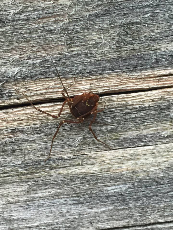 Armored Harvestman