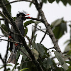 Himalayan Black Bulbul