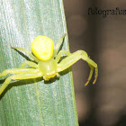 crab spider