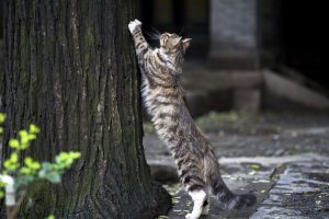 A cat trying to climb a tree